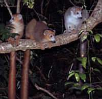 ���� ���� - �������